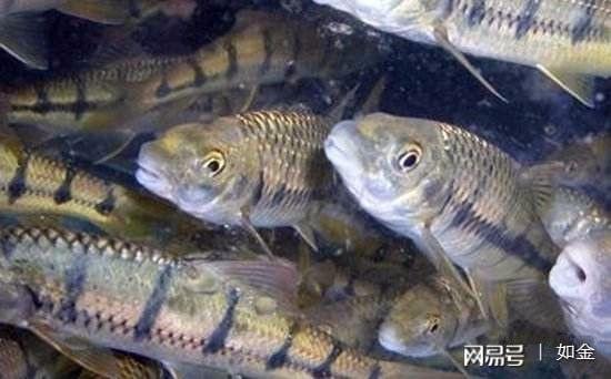 淡水石斑魚養殖 稀缺引高利，財源自水來