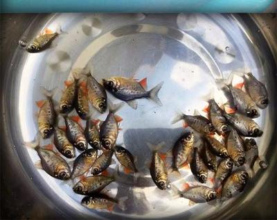 淡水養(yǎng)鯧魚苗 一場(chǎng)養(yǎng)殖復(fù)興的文化與實(shí)踐